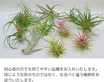 チランジア様3点セット